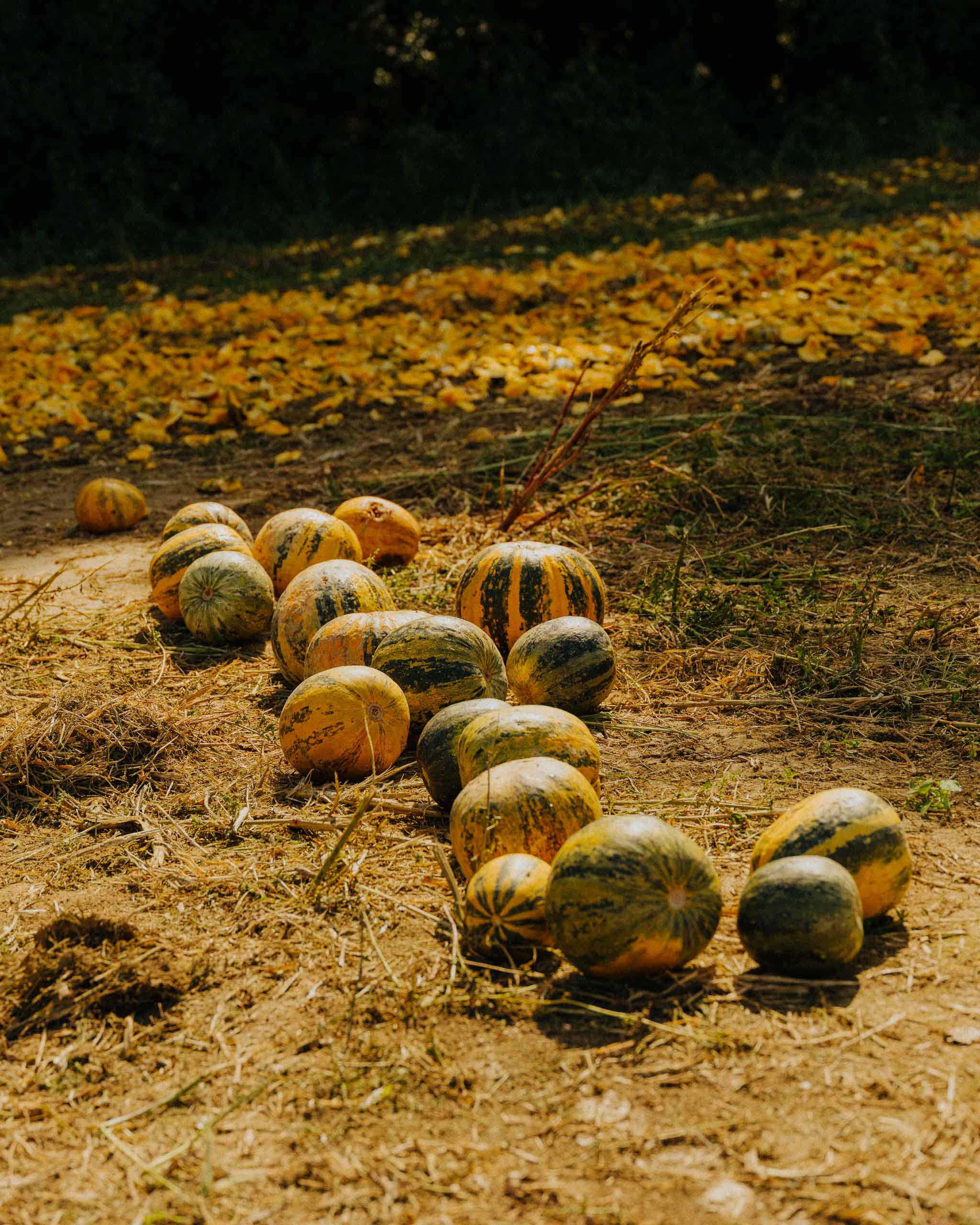 ORTHOFER_©_Lukas_Diemling_2026_Web_05